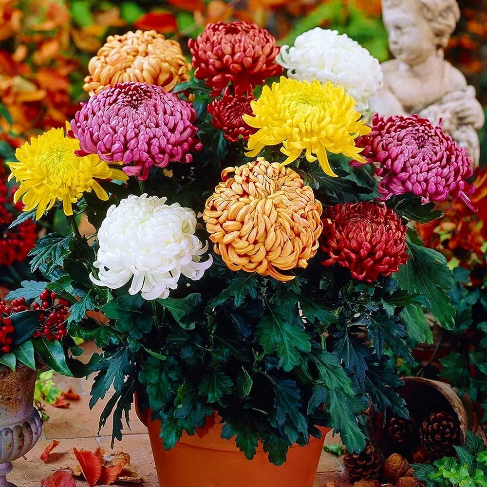 Newly Arrival Chrysanthemum Flower with Pure Naturally Made Fresh Quality Chrysanthemum Flower For Decoration Uses