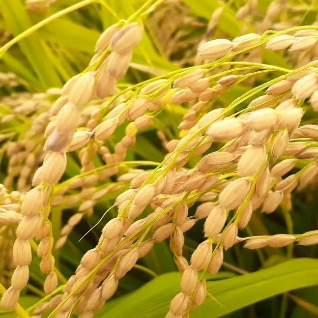 NON GMO HIGH QUALITY WHOLESALE JAPAN SUSHI RICE RIZ, JAPONICA RICE BROKEN 5% 5KG 10KG 25KG BAG SHORT/ROUND GRAIN, EXPORT