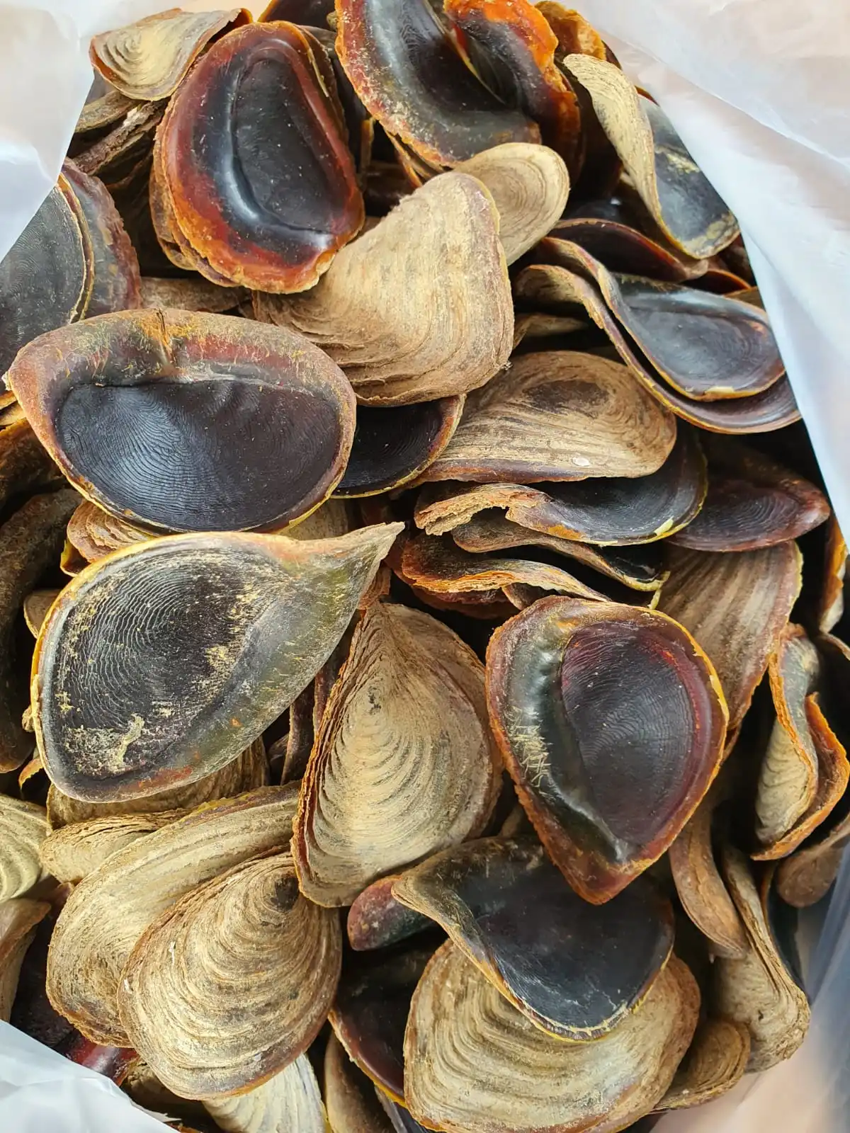 Natural Murex Operculum Seashells / Gastropods Operculum shells Natural