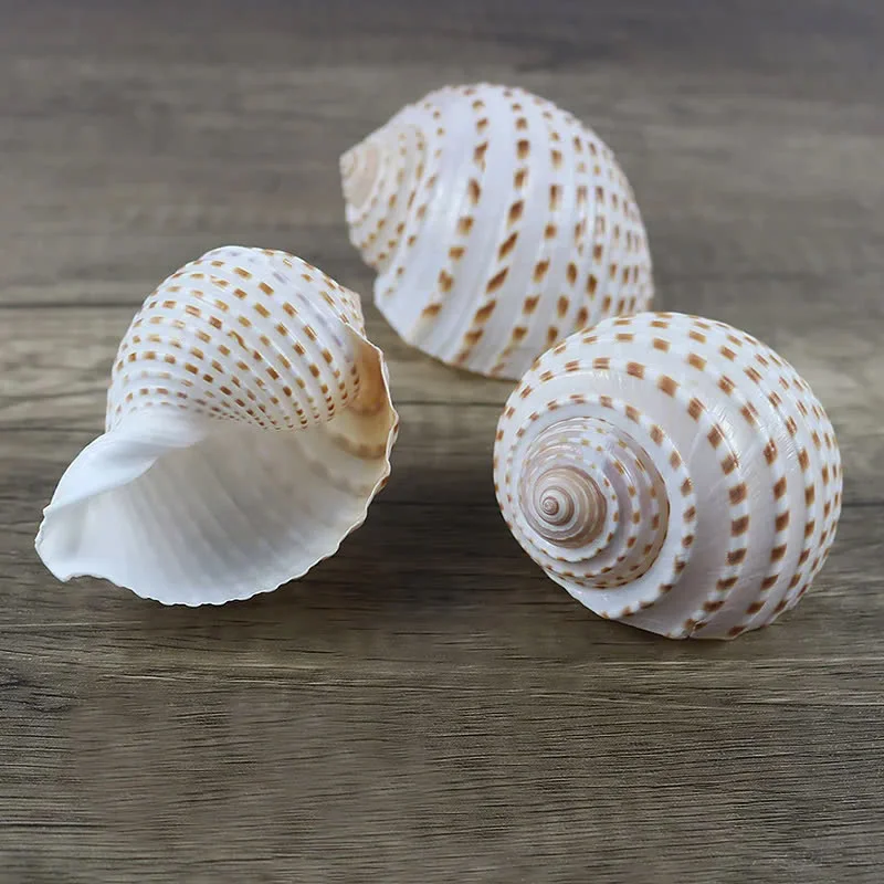 Spotted Tun Shell Natural Seashell for Coastal Home Decor and Marine Life Collections Blue Lotus 2024