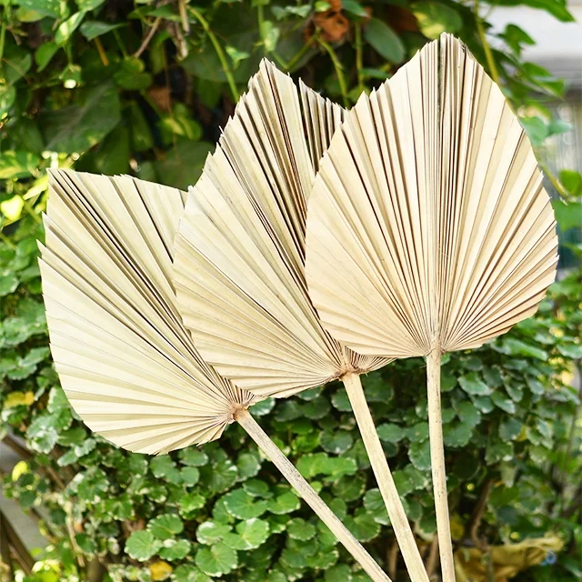 Palm leaves decoration dried color palm leaves for wedding palm spear with different color  and shapes  home decretive product