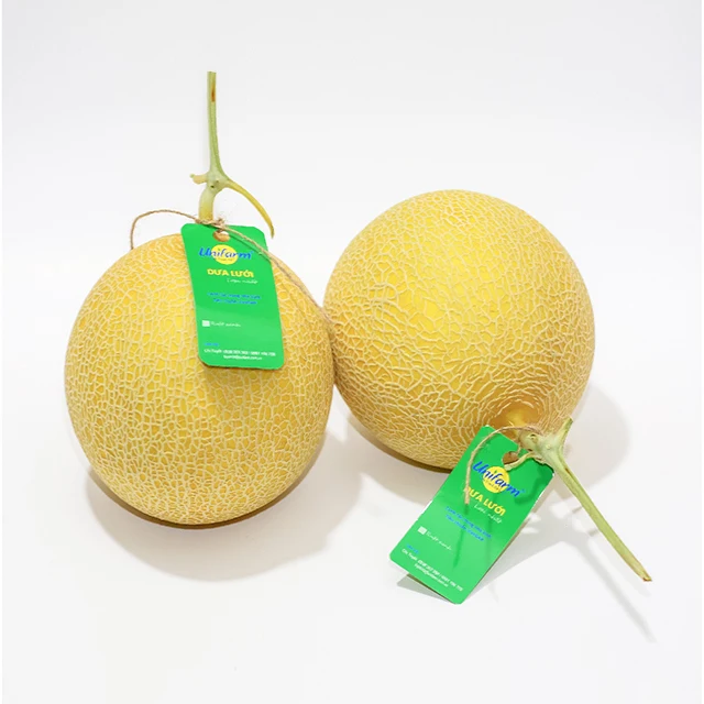 Premium Fresh Sweet Orange Flesh Cantaloupe fruit Exporter from Vietnam
