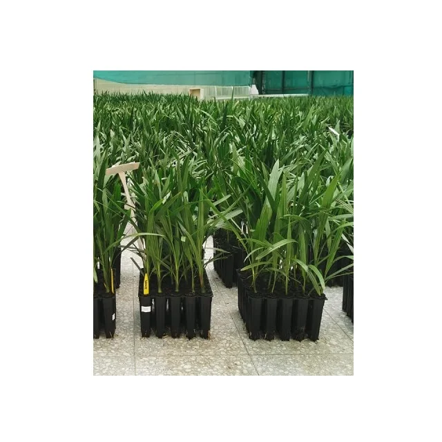 Fresh and Healthy Green Barhee Dates Tissue Culture Palm Seedling Young for Home Decoration tissue culture dates seedling