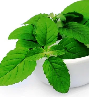 Bulk Green rolling herbs Healthier Choice Real Herbal Blends Tea Leaf Real herbal Leaf Mullein Go for Green Herbal Leaf blends