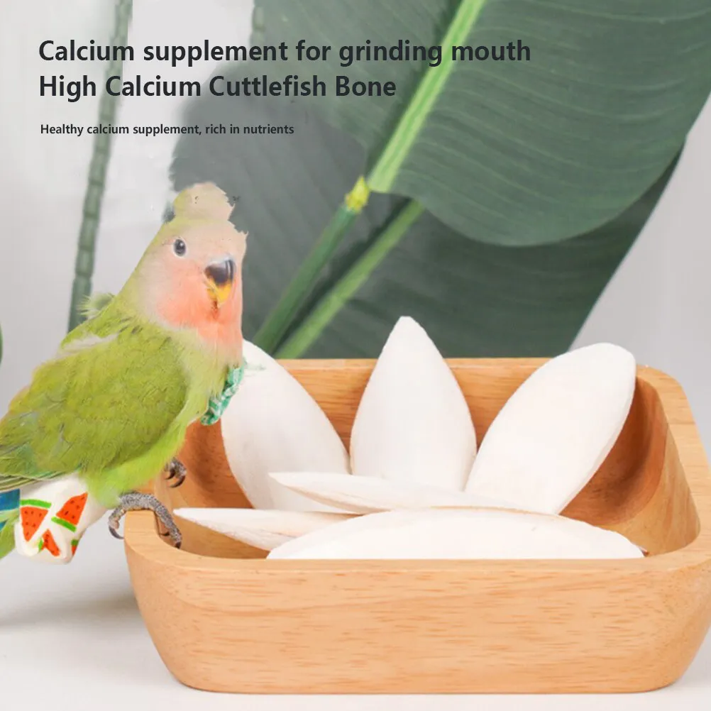 BEST PRICE I A special gift for your birds - Natural Cuttlefish Bone/Dried Cuttlebone From Vietnam/Ms.Thi +84 988 872 713