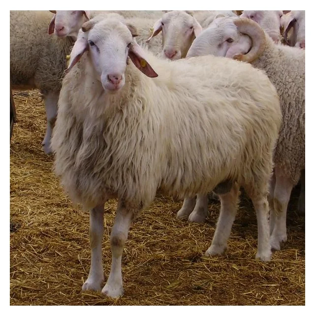 100% Pure Quality Alive Awassi Sheep At Best Cheap Wholesale Pricing