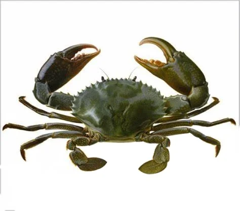 WHOLESALE MUD CRAB/ CRAB ROE /MEAT CRAB  HIGH QUALITY FROM CA MAU PROVINCE