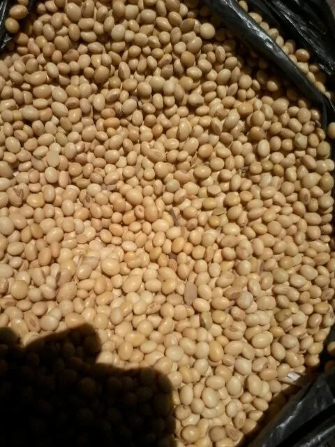 CLEAN SOYBEANS SOYA FROM SOUTH AMERICA