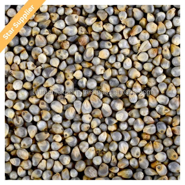 Лучшее качество баджра/зеленое просо из Индии для корма животных и крупного рогатого скота в Южной Африке