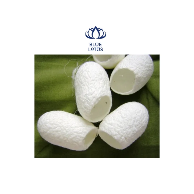 Кокон-червь Лучшая цена на экспорт