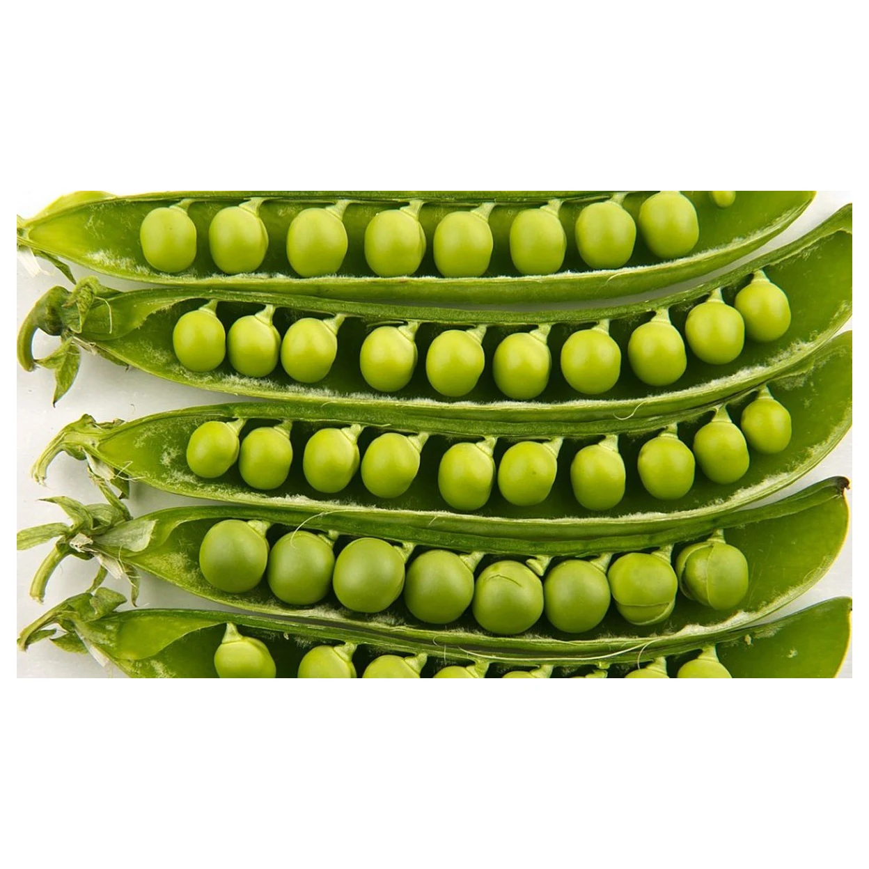 Whole Pigeon Peas/Wholesale split peas