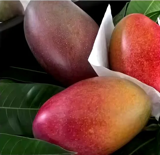 Fresh mango Hot Sale Tasty Golden Fresh Fruit Mangos Big Sale Wholesale Price Fresh Mango Sweet and 100% Natural