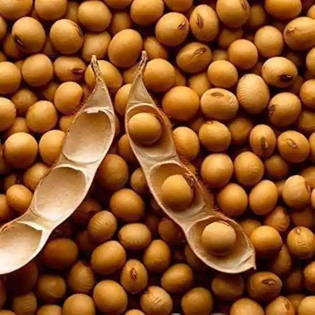 Non GMO соевые бобы высокого качества бобы/соевые для продажи