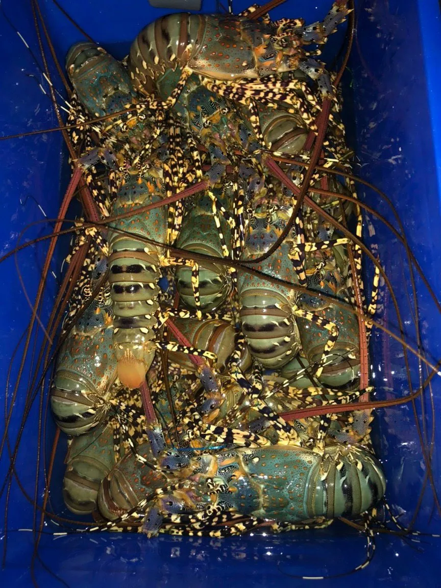 LIVE LOBSTER origin Cam Ranh province Vietnam/ Top selling 2023