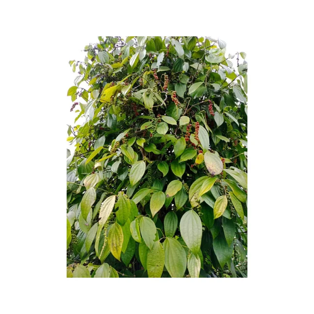 Wholesale Price Bulk BLACK PEPPER 100% Natural From Black Pepper Farming Business Best Quality Dried Black Pepper High Value OEM