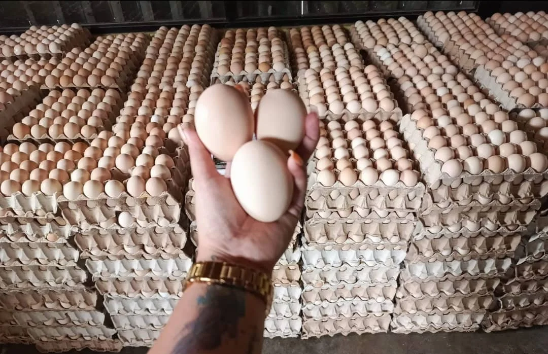 Fresh Organic White Chicken Eggs Competitive Price Wholesale Farm Fresh Chicken Table Eggs for human consumption /  Chicken Eggs