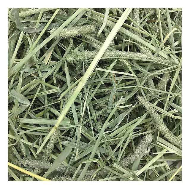 Top Quality Pure Natural Timothy Hay For Sale At Cheapest Wholesale Price