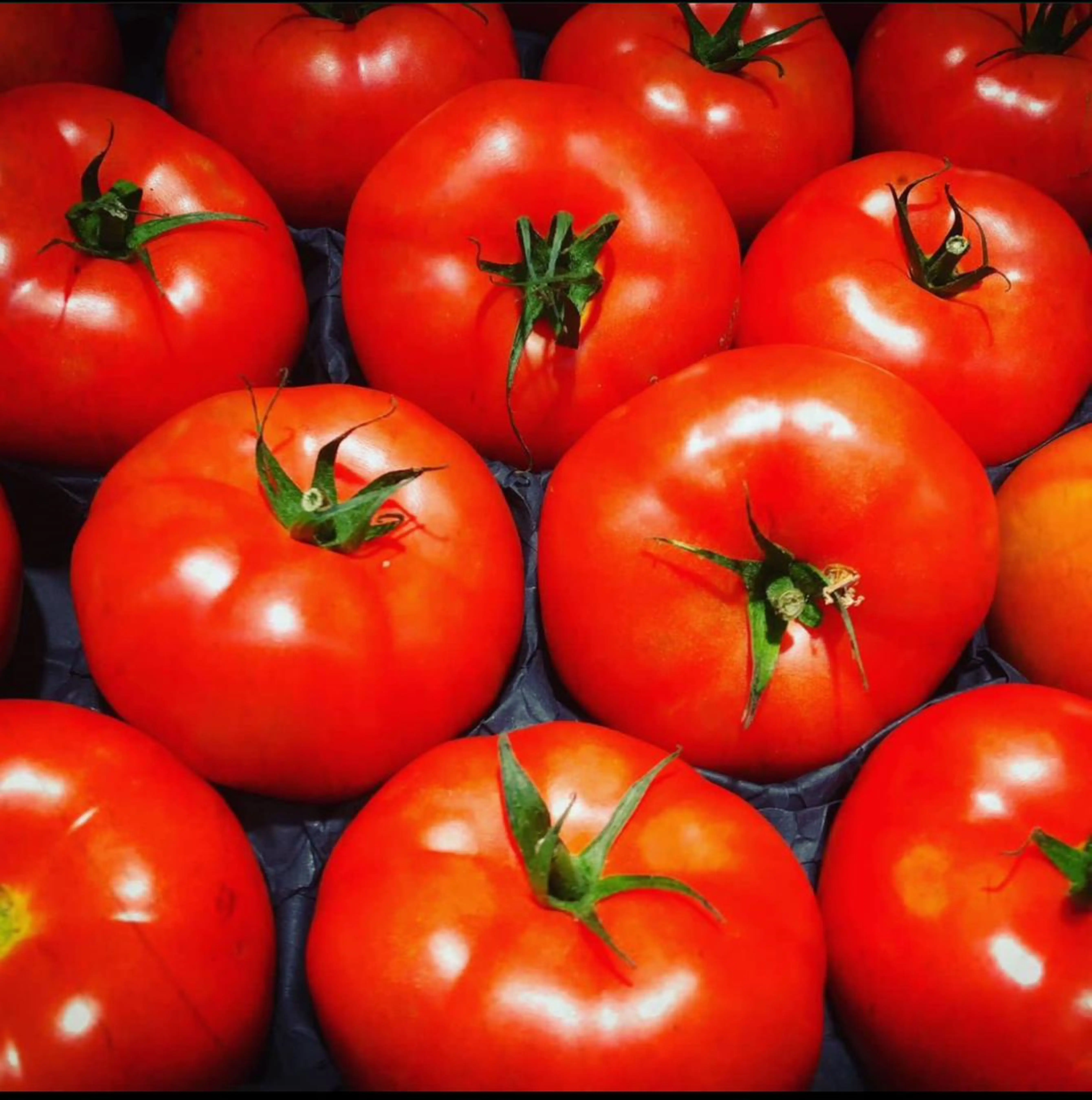 PURE ORGANIC FRESH RED TOMATO AVAILABLE FOR SALE