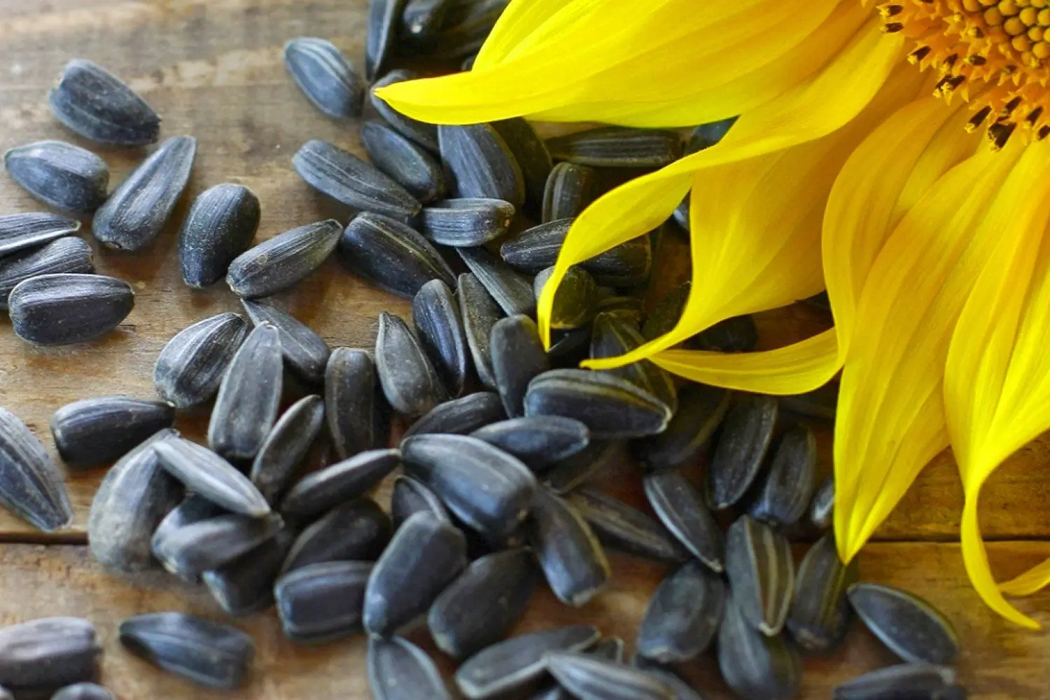 Sunflower Seeds 10.jpg