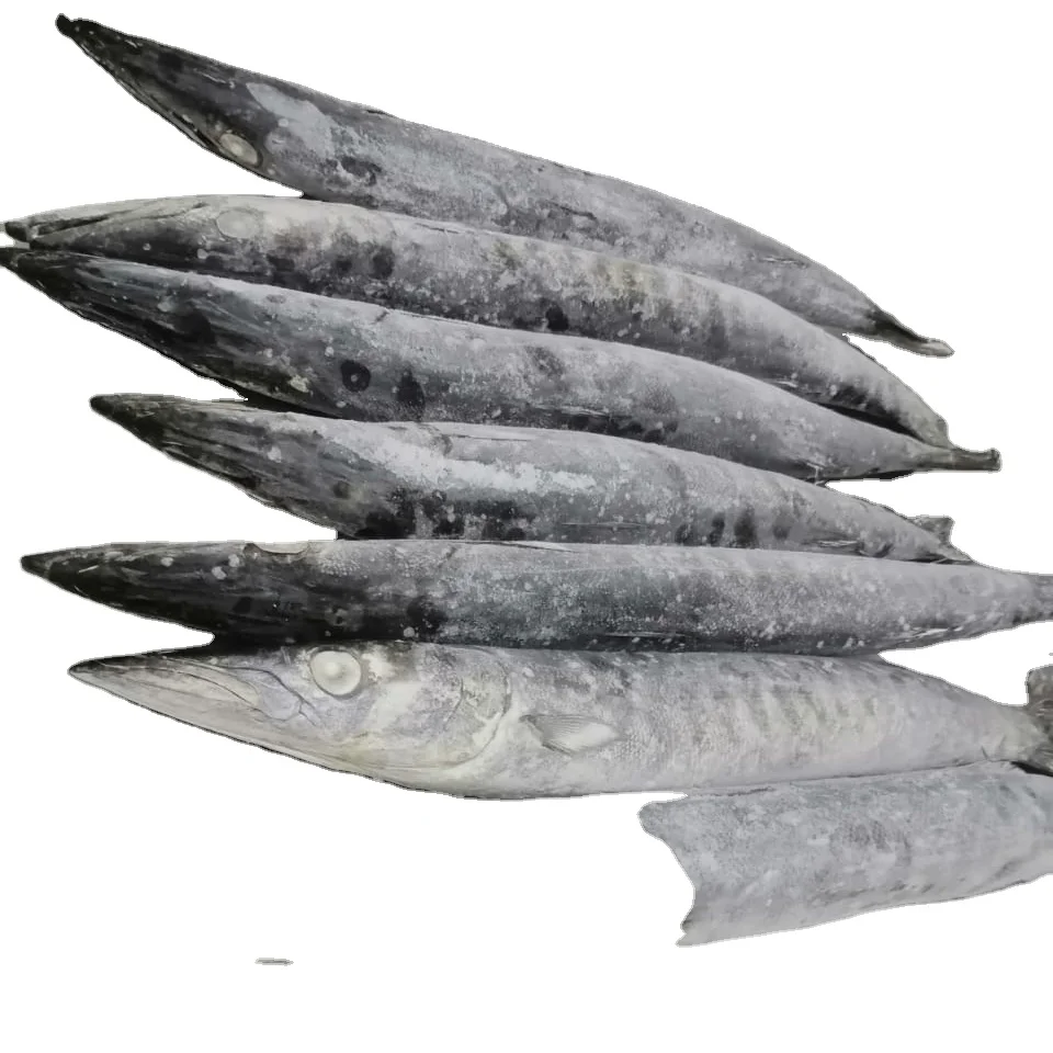 BARRACUDA WHOLE ROUND GOOD QUALITY OMAN ORIGIN