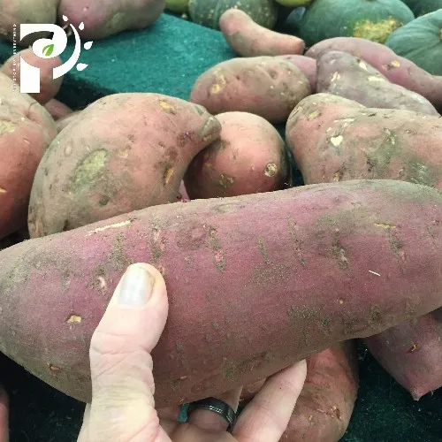 PURPLE SWEET POTATOES with Cheap Price / High Quality and Fast Delivery / Supplier from Vietnam