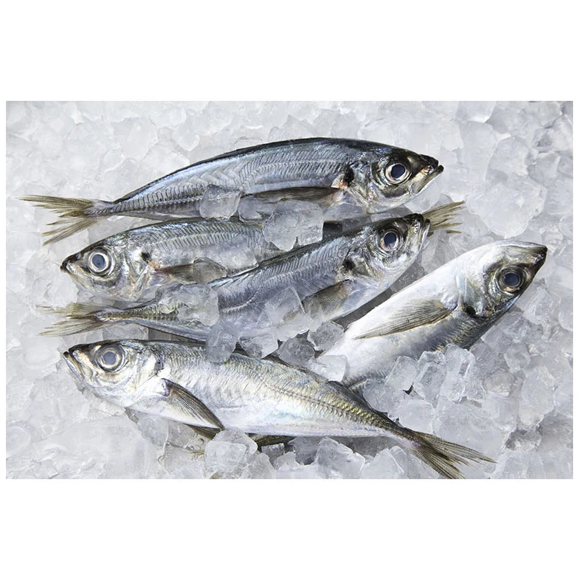 Frozen Horse Mackerel Fish Frozen Fish Mackerel Supply Sea Frozen Pacific Mackerel Fish For Sale