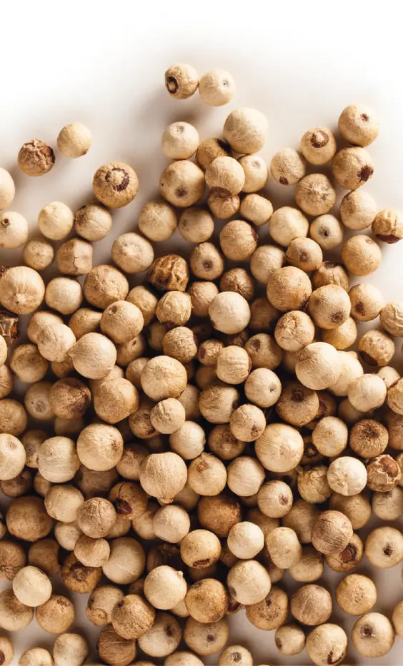 White pepper 630 G/L Double Washed single spice and herbs Vietnam manufacture original Seasonings