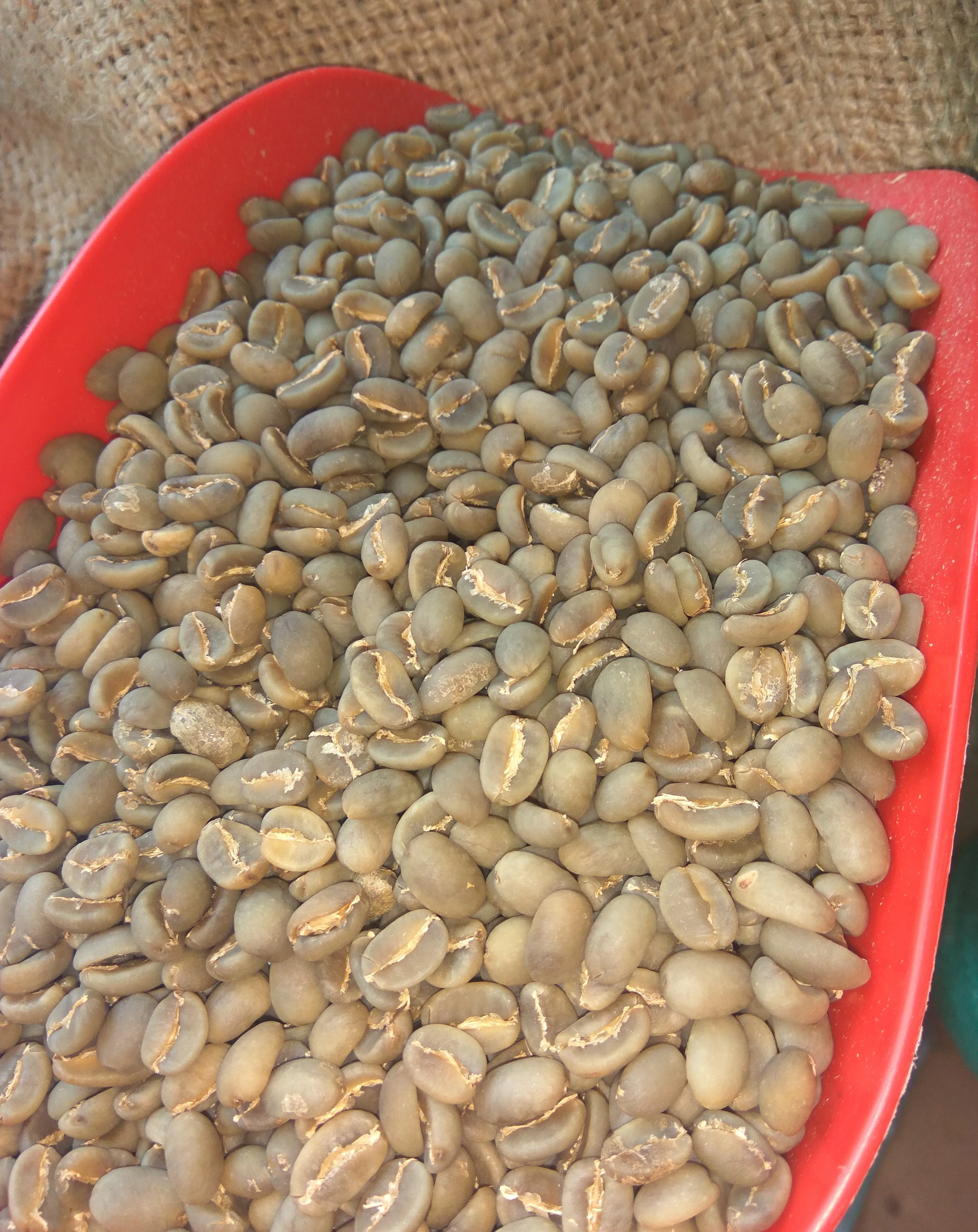 Кофе в зернах арабика и робуста лучшего качества из