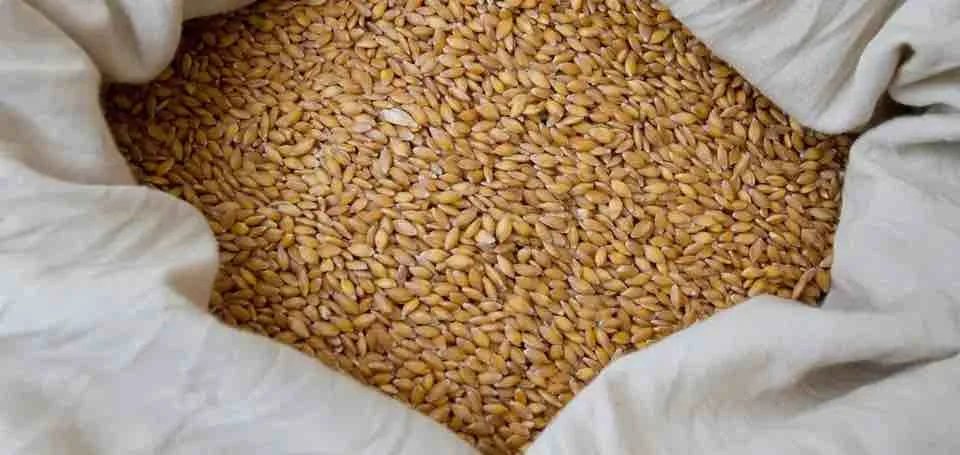 PREMIUM QUALITY Wheat Grain in Bulk / Hight Quality Wheat, Whole
