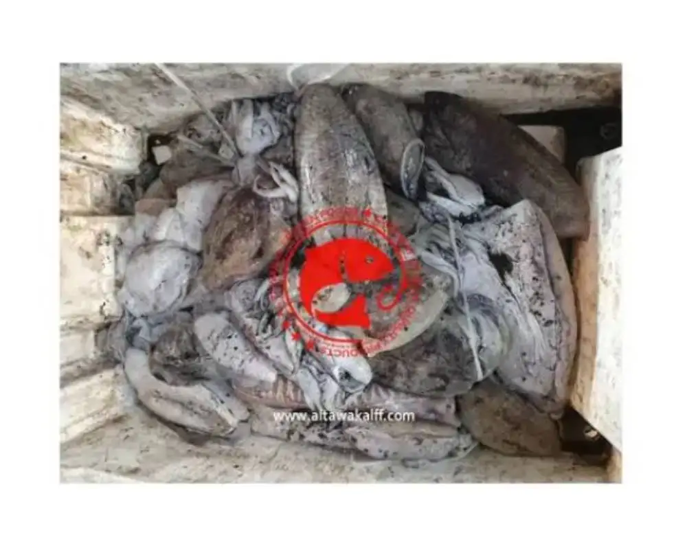 Altawakal Frozen Foods Hot Selling Frozen Cuttlefish Delicious Nutritious Top Quality For Export from Pakistan