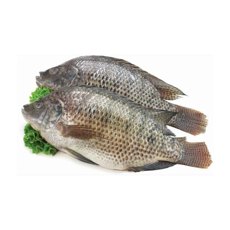 seafood Frozen Tilapia Fish Price 350g-550g live fish Frozen Tilapia Fish Black Tilapia gutted scaled with Professional Product