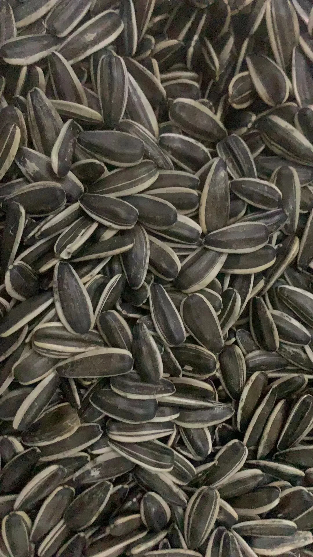 Organic White Sunflower Seeds Raw Dry Dried Style Best Snack Food at an Inexpensive Price Bulk Packed for Agriculture Use