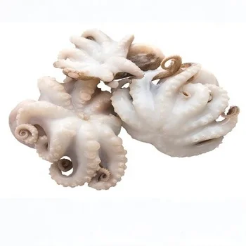 Good Quality Cheap Price Frozen Octopus / Frozen Baby Octopus For Export