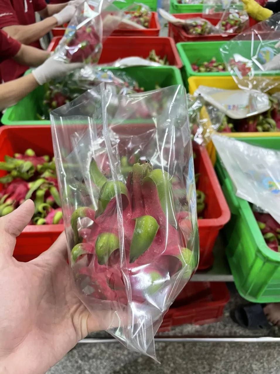 VIETNAM FRESH DRAGON FRUIT White Style Color Origin Type Flesh Variety Grade 1 Maturity Cultivation Common