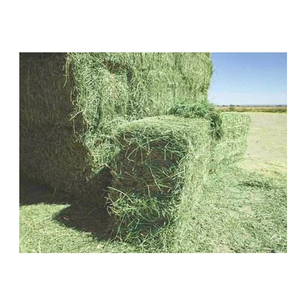 Wholesale  Organic Alfalfa Grass Hay in / Alfalfa Hay Pellets For Animal Feed For Sale
