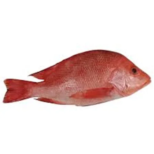 Best Export Price for Fresh and Dried Frozen Red Snapper Fish Featuring High Quality Fillet
