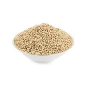 Get sorghum white For Both Human And Animal Needs