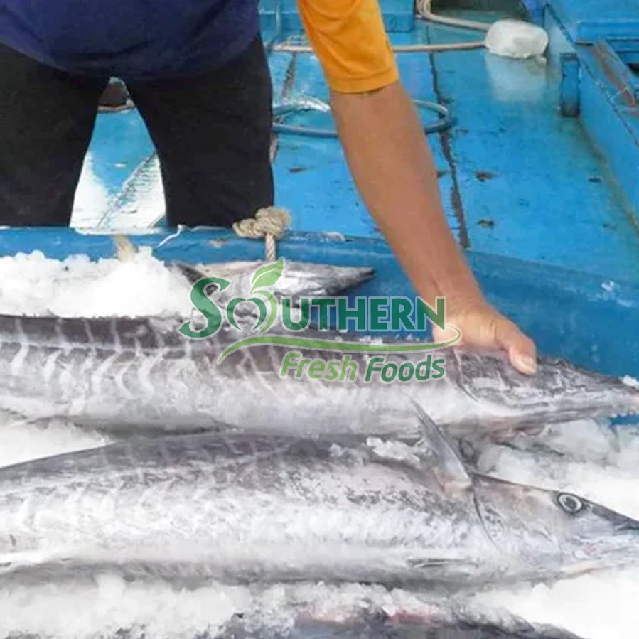 Fish Sale products WR Sea Fish Wild Caught SFF customized vacuum pack style seafood suppliers Frozen King Mackerel from Vietnam