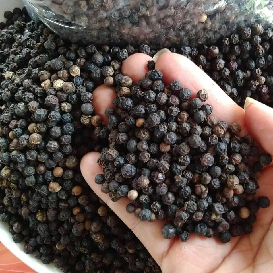 2024 New Crop Black Pepper 500 GL FAQ Best Price Dried Herb in Powder Form Raw Chili Spice from Vietnam with AD Drying Process