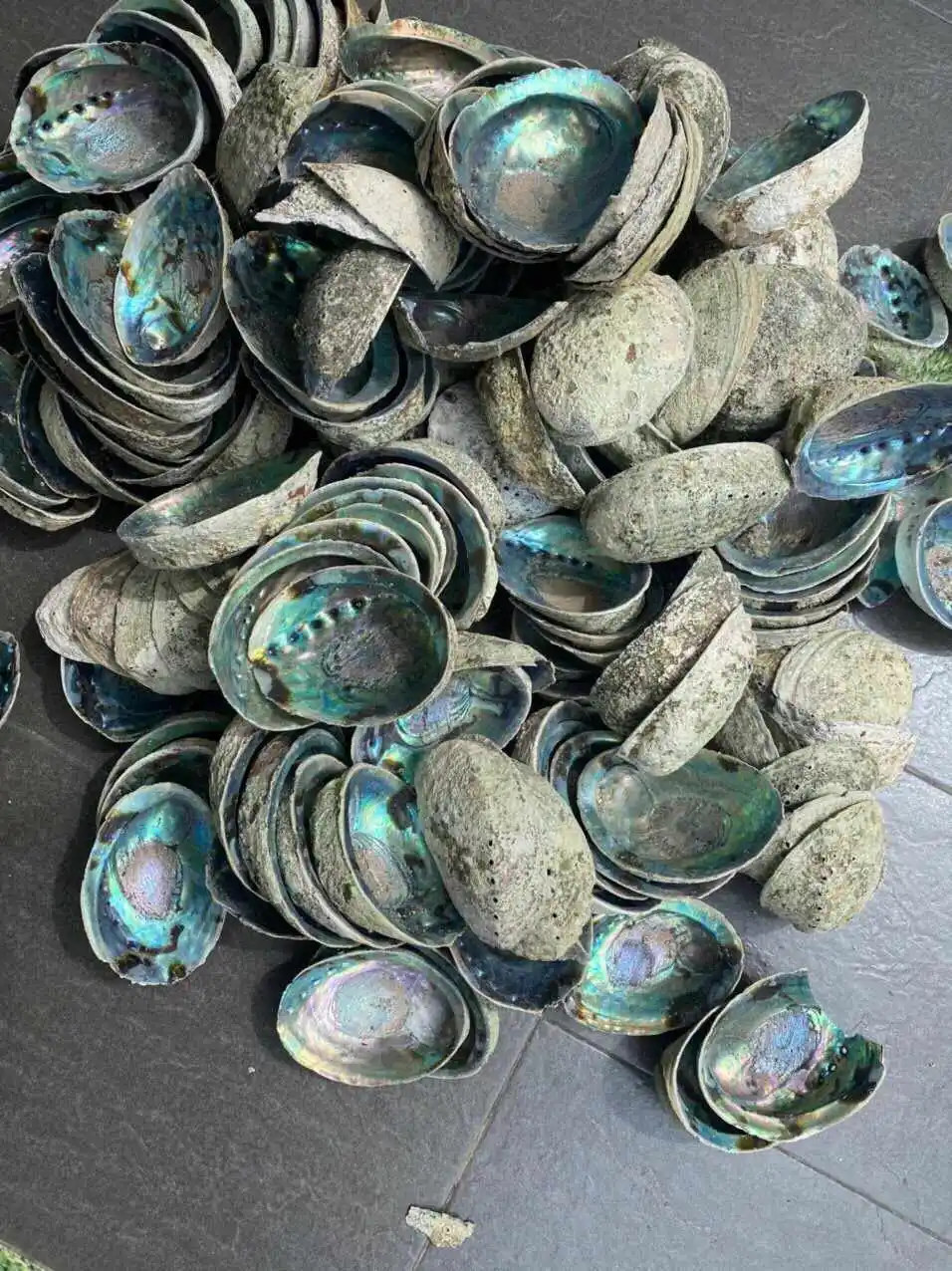 Factory Hot sale Australia Raw Abalone Shells Smudge Kit Wholesale Cleansing Home Abalone Shells