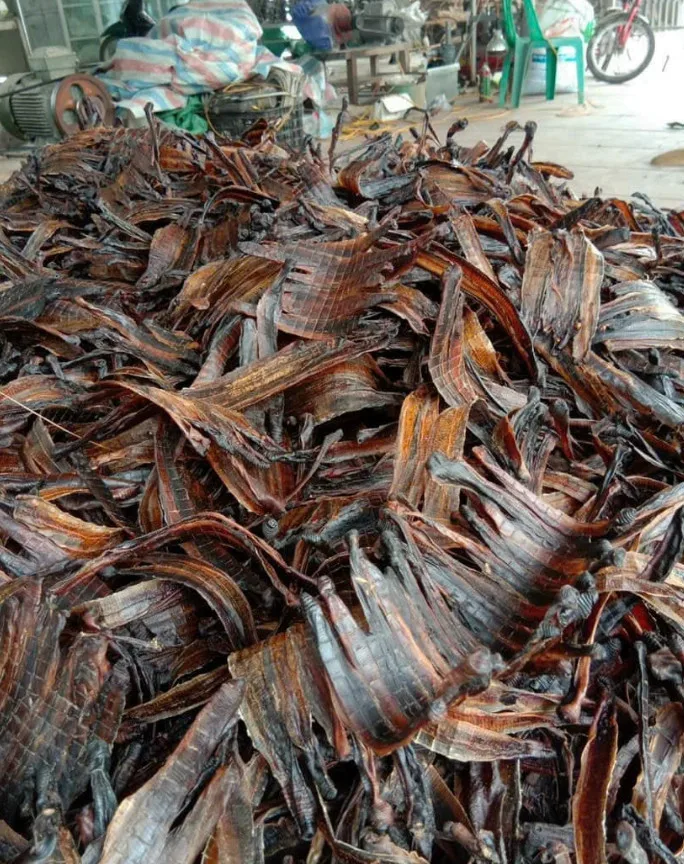 NEW PRODUCT! DRIED EARTHWORMS BIG SIZE WITH HIGHT QUALITY FOR EXPORTING FROM VIETNAM 2023