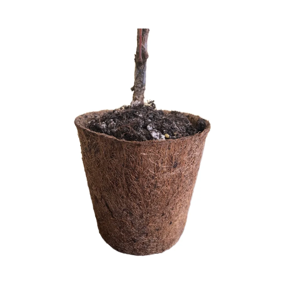Classic 10 cm Diameter Coco Fibre Planter Pot Sustainable Eco-Friendly for Outdoor Flower Plant Gardening Nurseries No Plastic