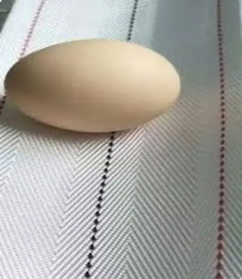 100mm Wide Poultry Egg Conveyor Belt Used for Egg Collection in Farms and Poultry Cages Egg Belt Collector