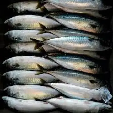 Frozen Fresh Mackerel Pacific Mackerel Fish