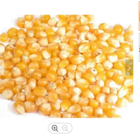 100% Matured high-quality yellow corn