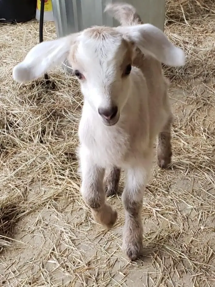 Live Saanen Goat For sale High Quality Live Stock Boer Goat Available For Sale At Low Price