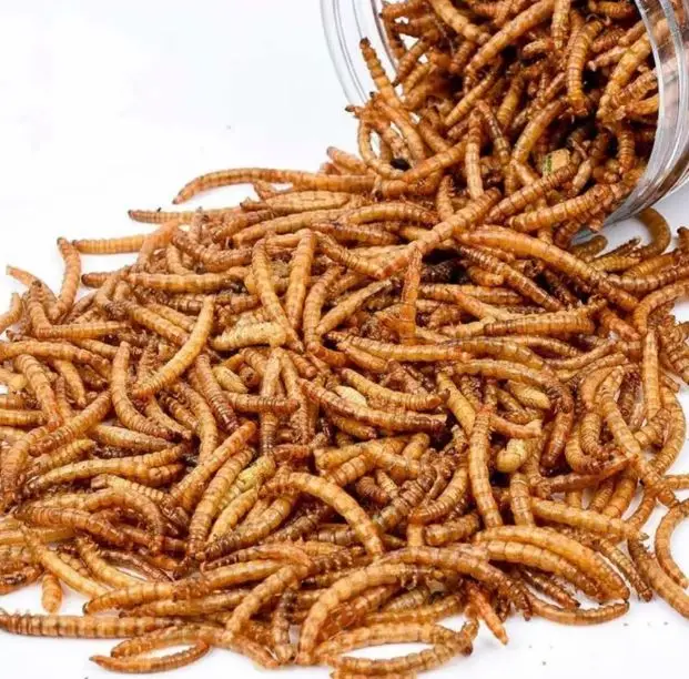 Meal worms 8.JPG