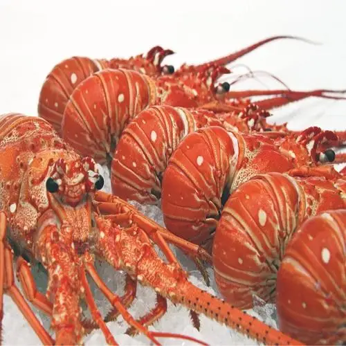Frozen Lobster Lobster Tails For Sale/Live Lobsters