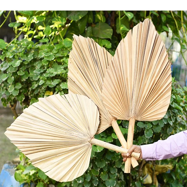 Palm leaves decoration dried color palm leaves for wedding palm spear with different color  and shapes  home decretive product