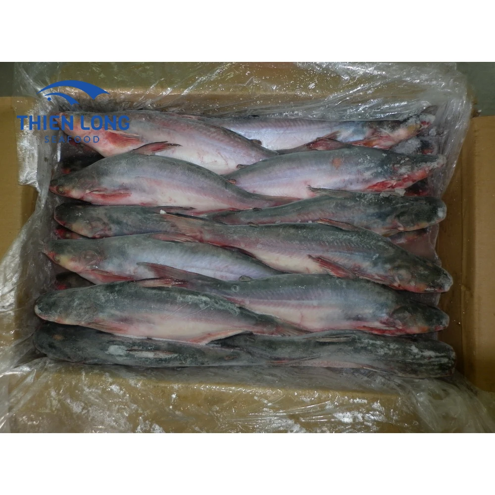 High Quality IQF Whole Round Pangasius Fish With Weight 10kg And Shelf Life 24 Months From Vietnam